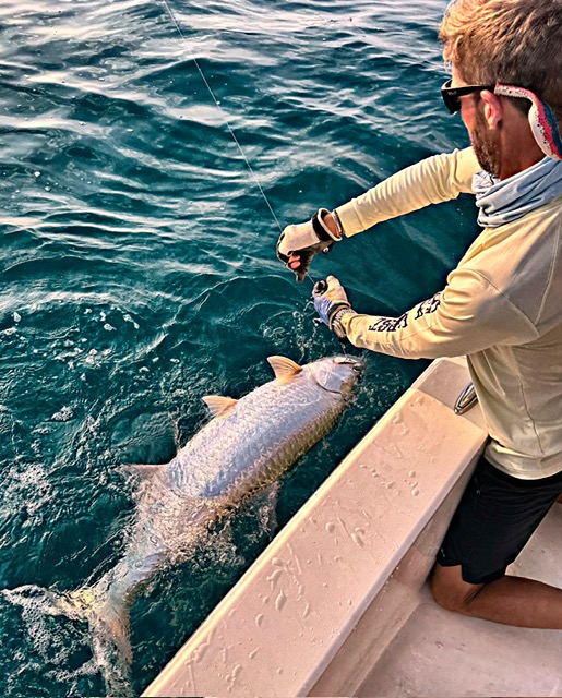 Angler releasing a tarpon alongside the boat in evening light