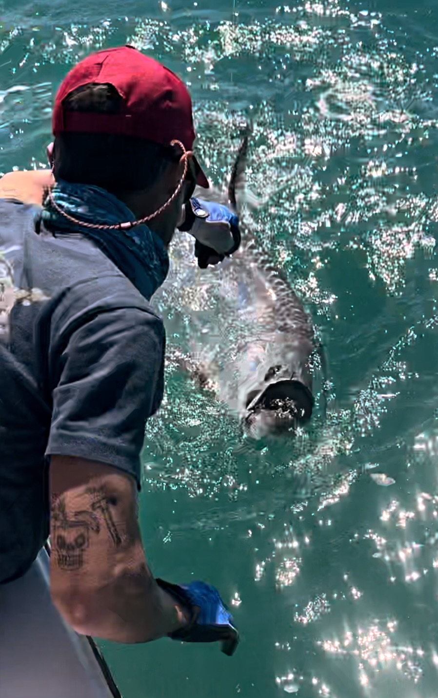 Tarpon beside the boat in sparkling sunlit water