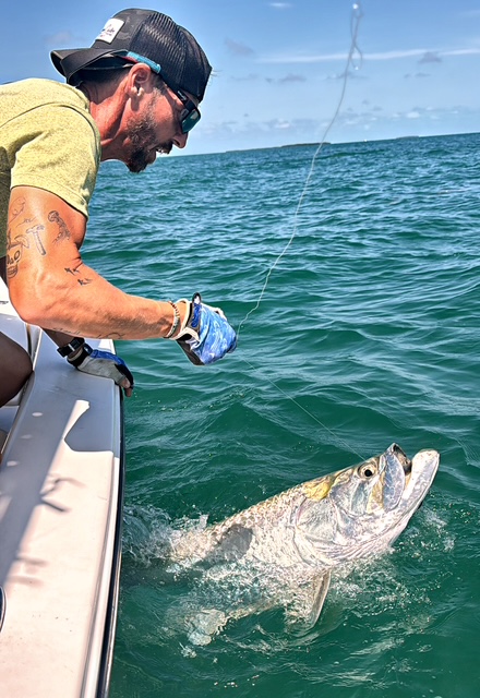 Tarpon at the gunwale as the captain grabs the leader off Key West