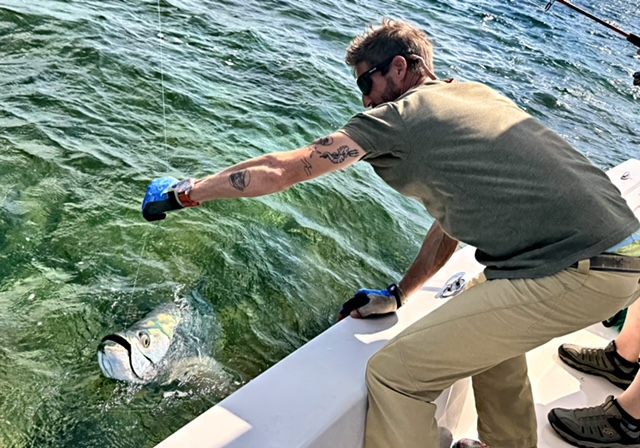 Captain reaching for the leader on a tarpon at the boat in Key West