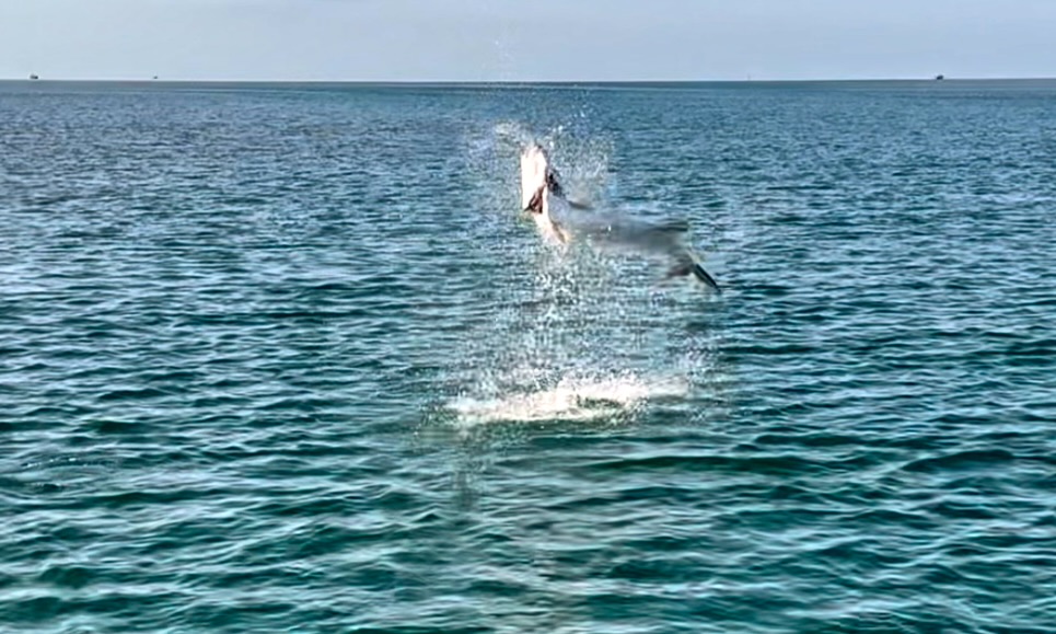 Hooked tarpon jumping in the distance on a Key West flat