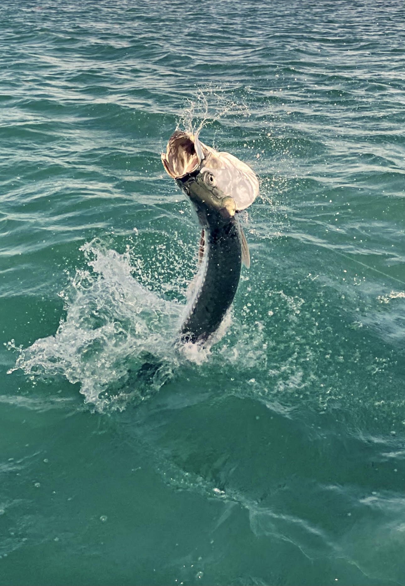 Tarpon airborne beside the skiff on a Key West fishing charter