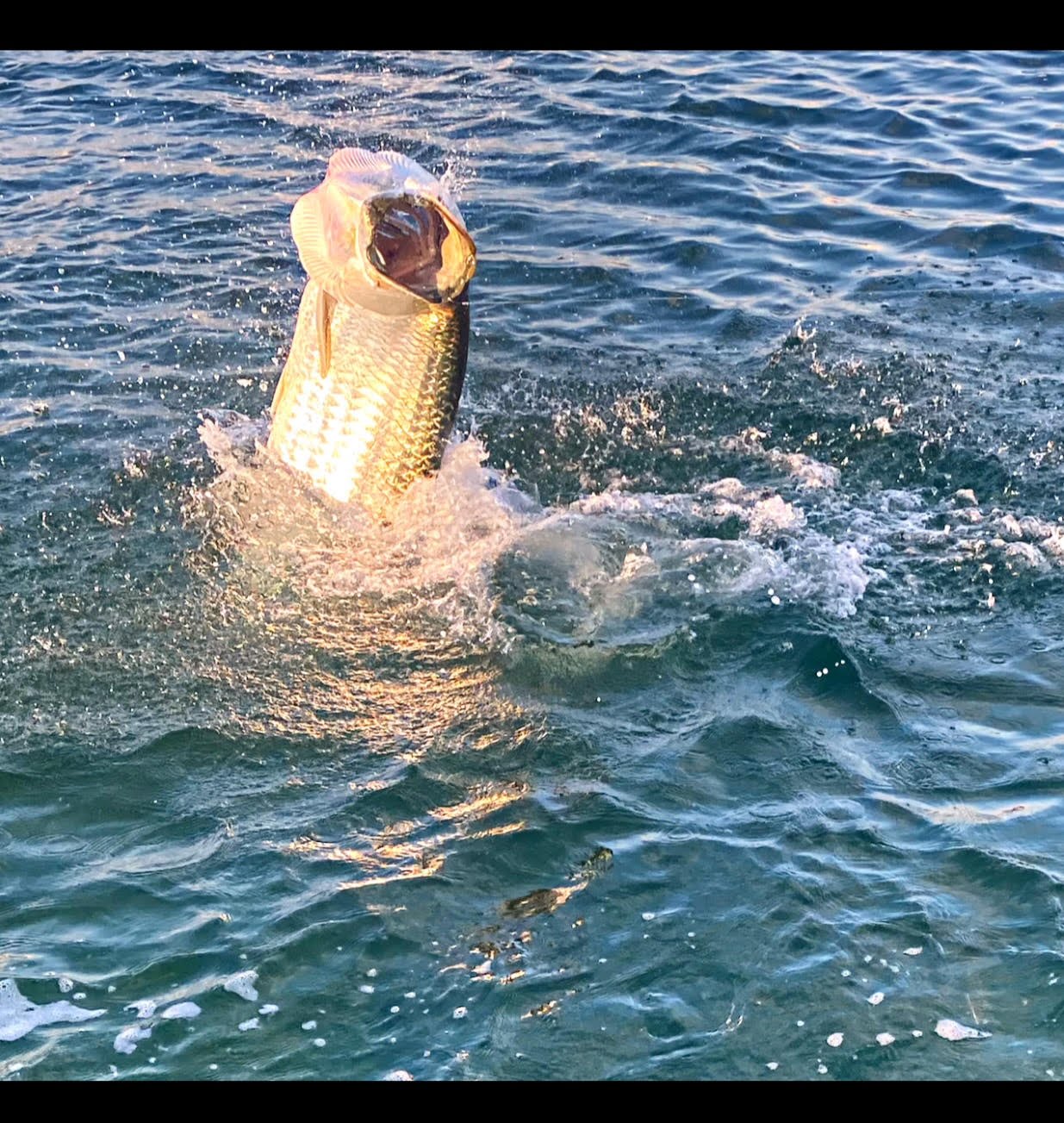 Tarpon leaping in golden afternoon light off Key West