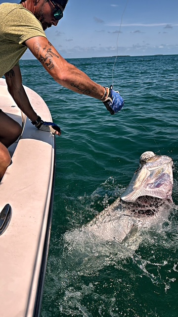 Tarpon surfacing with its mouth open beside the boat in Key West