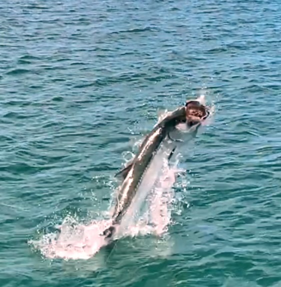 Tarpon jumping clear of the water off Key West