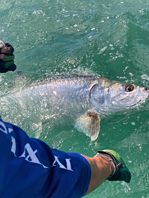 Tarpon swimming beside an angler in clear Key West water